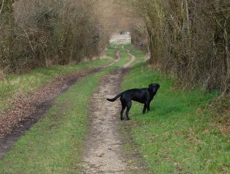 Dog waiting for owner!