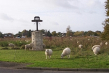 View of the Commons with sheep